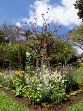 Madeira üzerinde soring