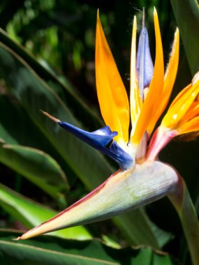 Madeira üzerinde soring