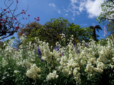 Madeira üzerinde soring