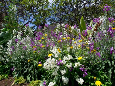 Madeira üzerinde soring