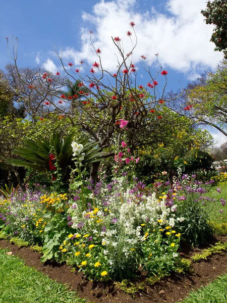 Madeira üzerinde soring