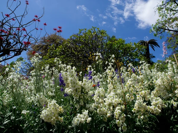 Madeira üzerinde soring