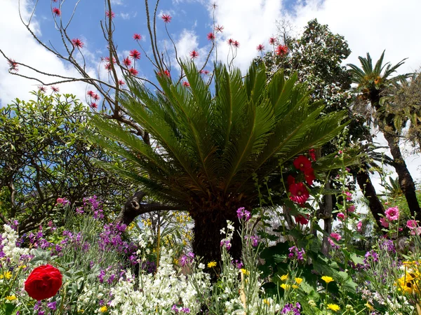 Madeira üzerinde soring
