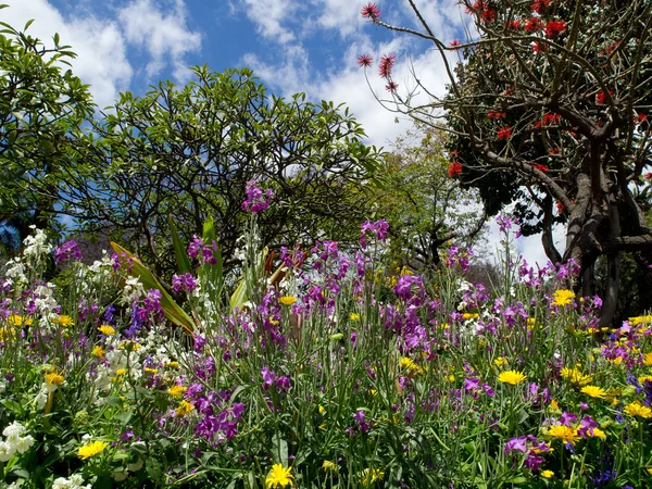 Madeira üzerinde soring