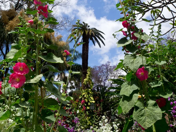 Sorgenfalten auf Madeira — Stockfoto