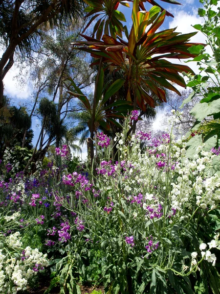 Funchal on madeira — Stock Photo, Image