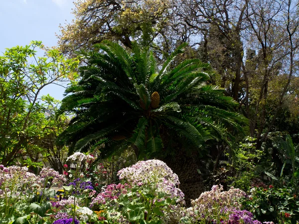 Funchal på madeira — Stockfoto