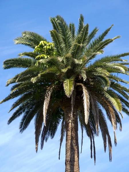 Funchal sobre Madeira — Foto de Stock