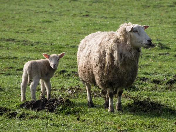 Schafe in Deutschland — Stockfoto