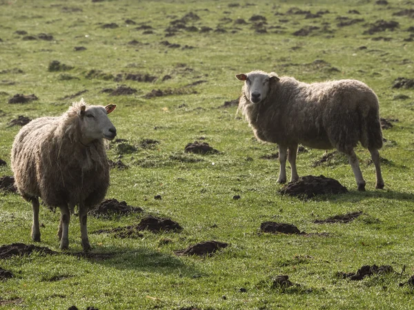 Moutons en Allemagne — Photo