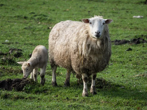 Sheeps in Duitsland — Stockfoto