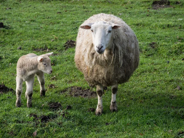 Sheeps in Duitsland — Stockfoto