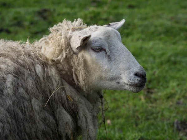 Sheeps in Duitsland — Stockfoto