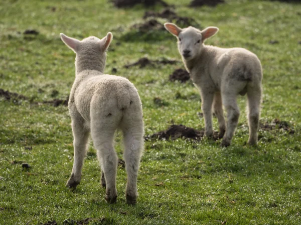Πρόβατα στη Γερμανία — Φωτογραφία Αρχείου