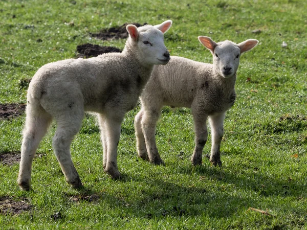 Sheeps in germany — Stock Photo, Image