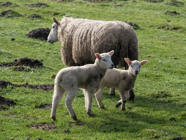 Sheeps in Duitsland — Stockfoto