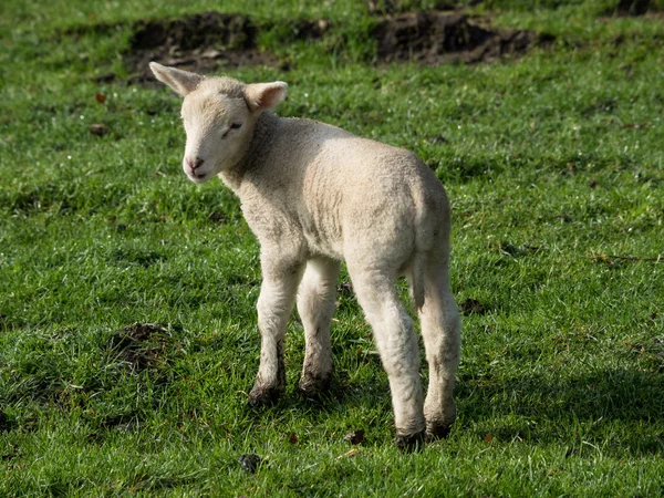 Sheeps in Duitsland — Stockfoto