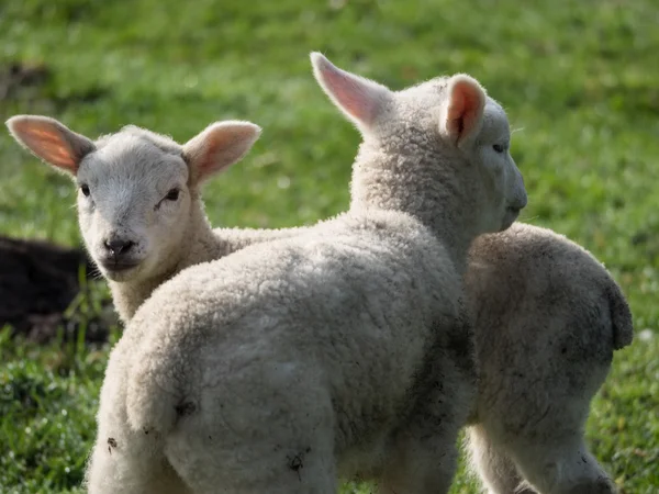 Schafe in Deutschland — Stockfoto