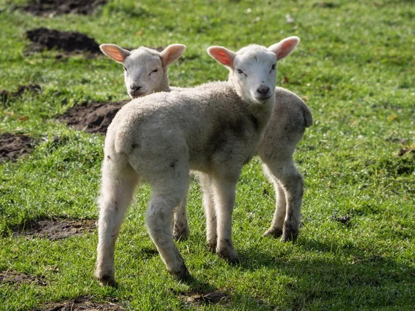 Sheeps in Duitsland — Stockfoto