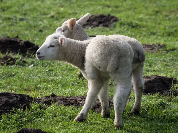 Pecore in Germania — Foto Stock