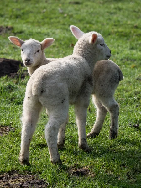 Owce w Niemczech — Zdjęcie stockowe