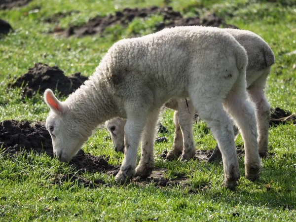 Πρόβατα στη Γερμανία — Φωτογραφία Αρχείου