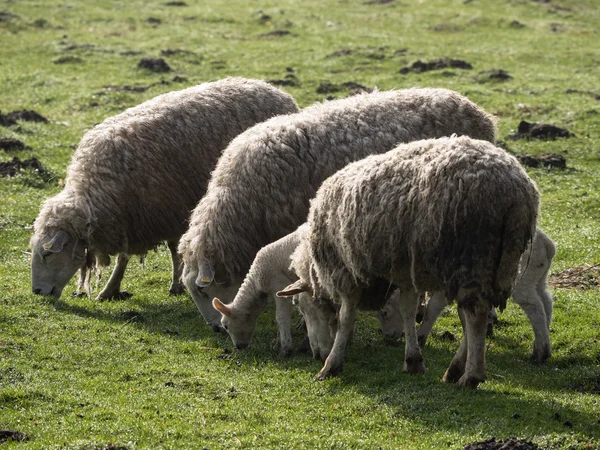Sheeps in germany — Stock Photo, Image