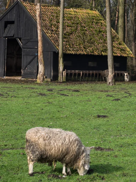 Sheeps in germany — Stock Photo, Image