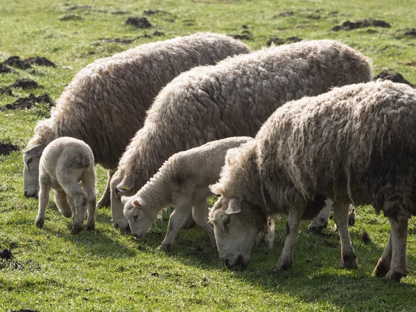 Sheeps in Duitsland — Stockfoto