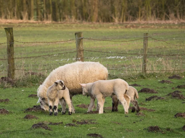 Moutons en Allemagne — Photo