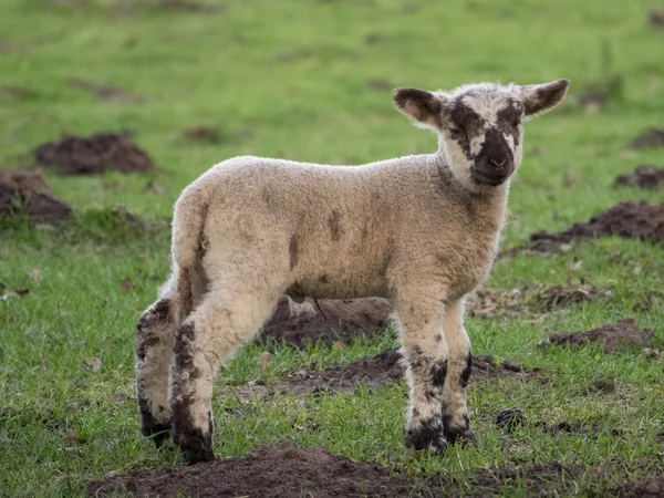 Pecore in Germania — Foto Stock