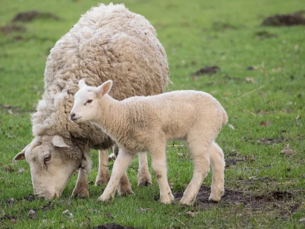 Sheeps in Duitsland — Stockfoto