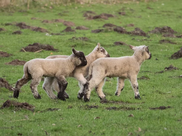 ドイツの羊 — ストック写真