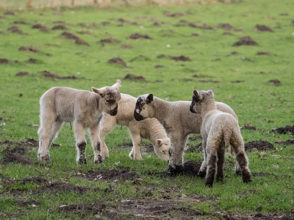 Ovce v Německu — Stock fotografie