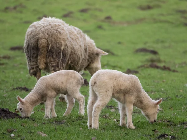 Koyunları Almanya — Stok fotoğraf