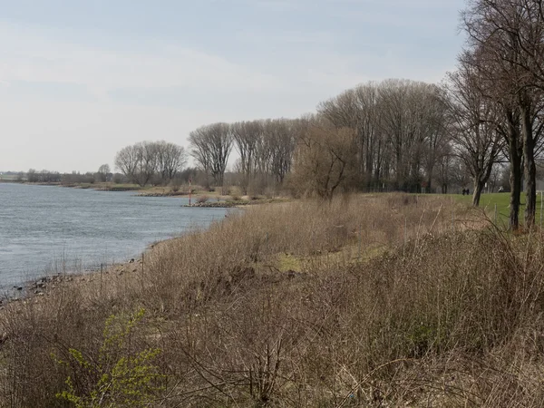 Река Рейн — стоковое фото