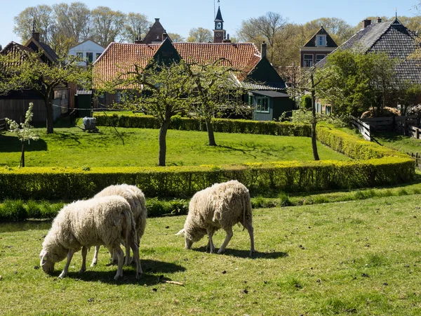 Bir Enkhuizen şehir