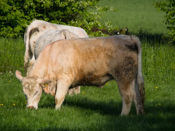 Cows in germany — Stock Photo, Image