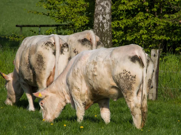 Vacas na Alemanha — Fotografia de Stock