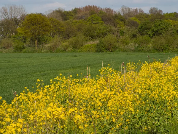 Primavera na Alemanha — Fotografia de Stock