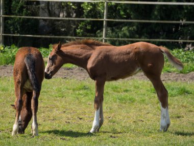 Almanya'da Vahşi atlar