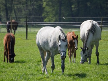 Almanya'da Vahşi atlar