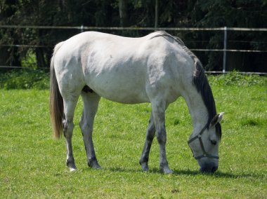 Almanya'da Vahşi atlar
