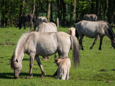 Almanya'da Vahşi atlar
