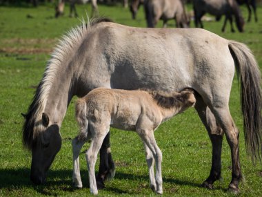 Almanya'da Vahşi atlar