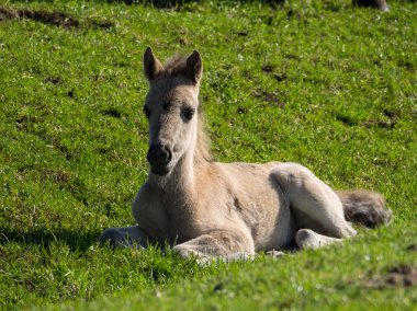 Almanya'da Vahşi atlar
