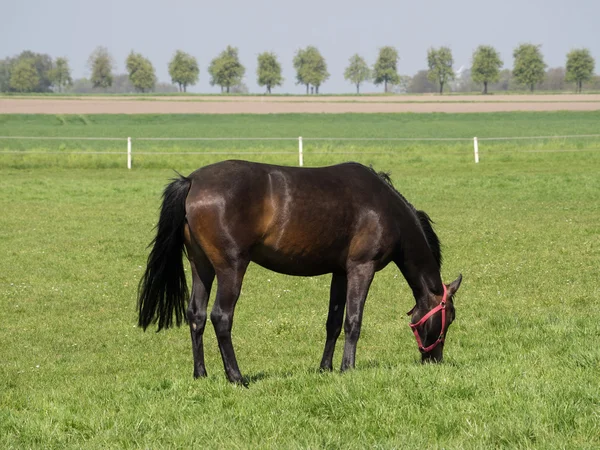 Caballos salvajes en Alemania —  Fotos de Stock