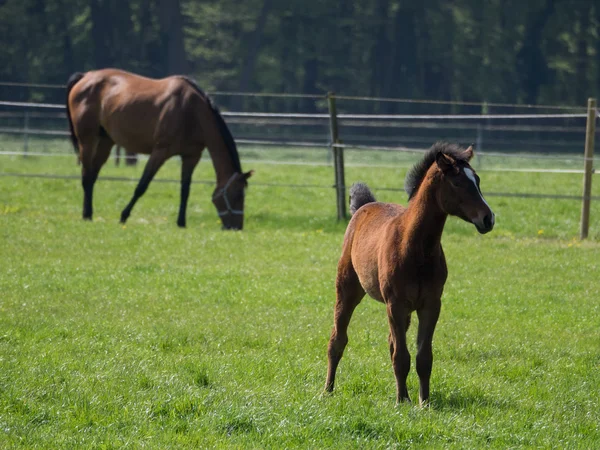 Chevaux sauvages en Allemagne — Photo