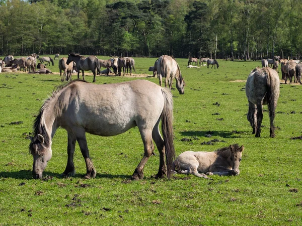 Дикие лошади в Германии — стоковое фото