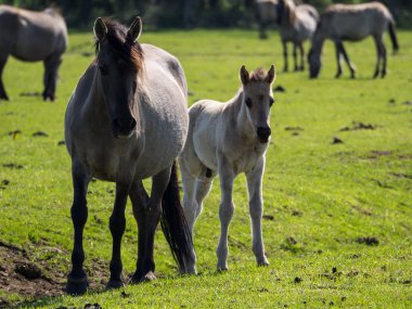 Almanya'da Vahşi atlar